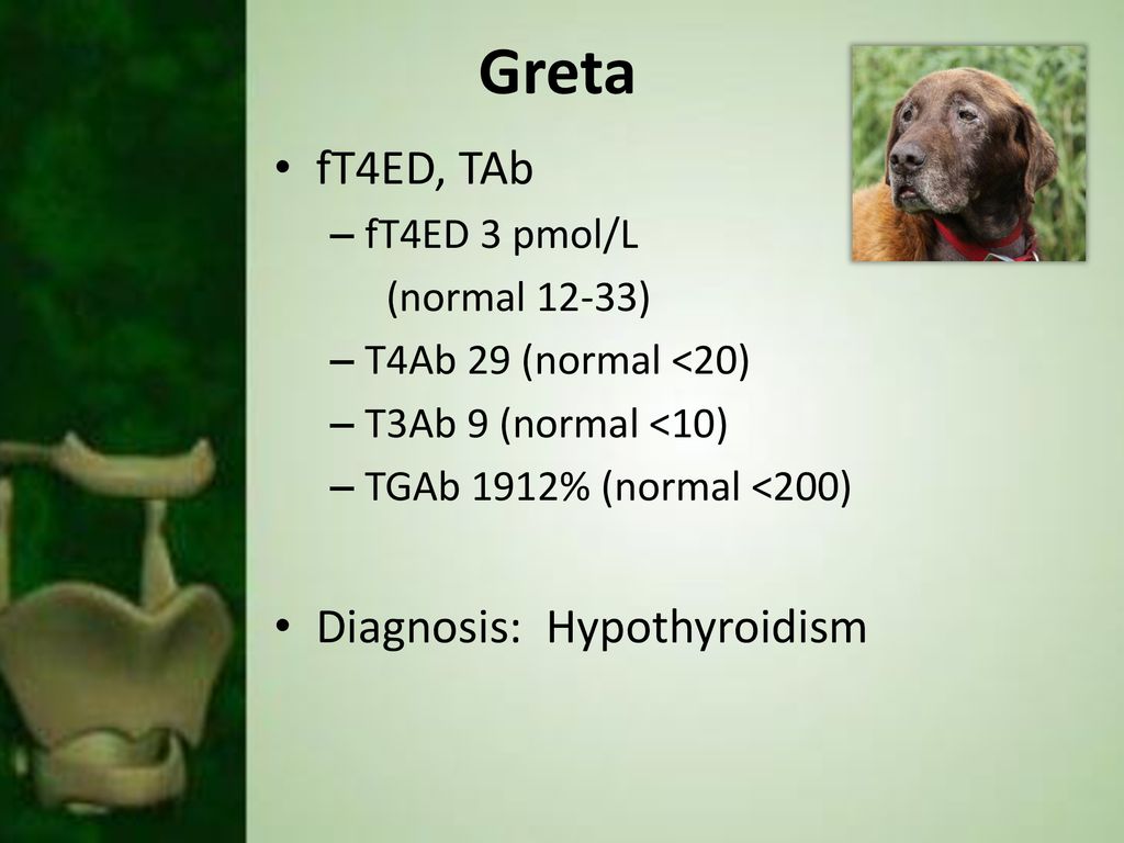Greta fT4ED, TAb Diagnosis: Hypothyroidism fT4ED 3 pmol/L
