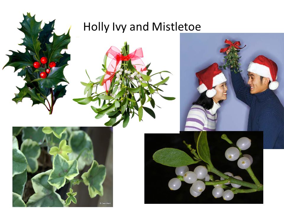 Holly Ivy and Mistletoe