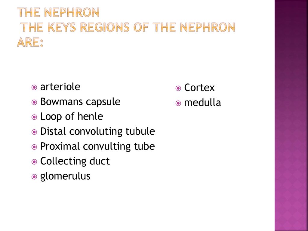 The nephron The keys regions of the nephron are: