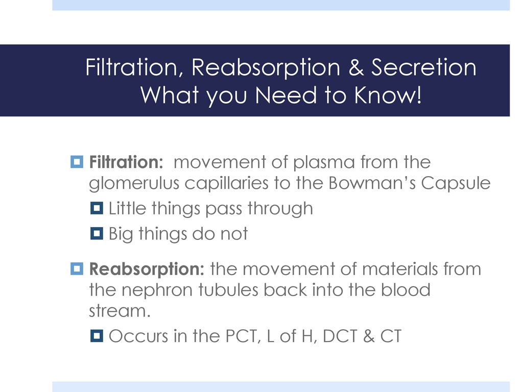 Biology 30S Excretory System - ppt download