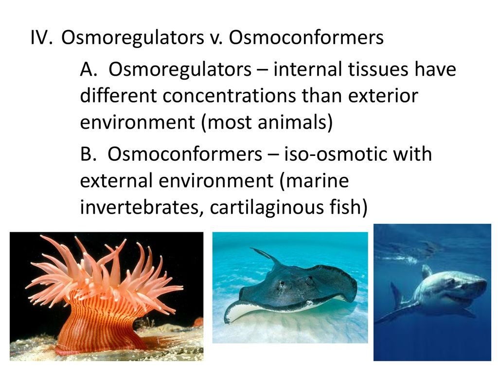 11.3 – The Kidney & Osmoregulation - ppt download