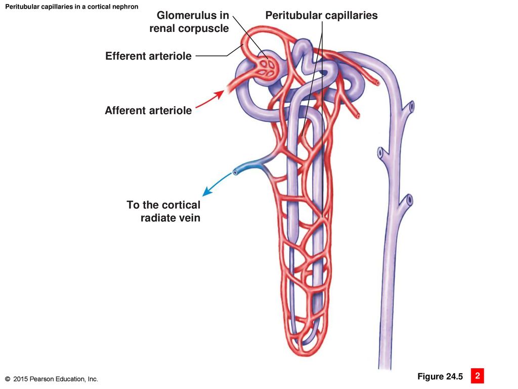 Сосудистая система почки. Сосуды нефрона. Labeled nephron. Строение нефрона в разрезе. Нефрон курылысы.