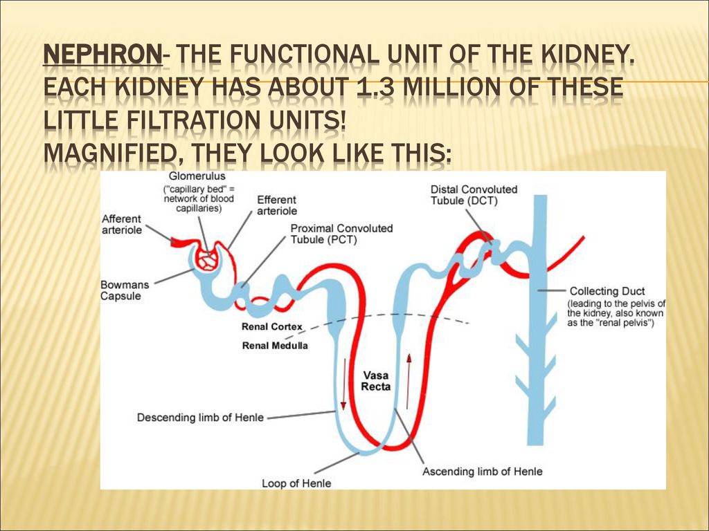 Excretion of Waste The Urinary System. Biology Diagrams