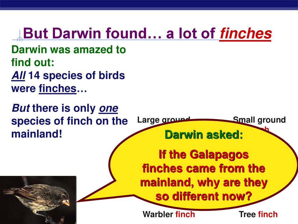But Darwin found… a lot of finches