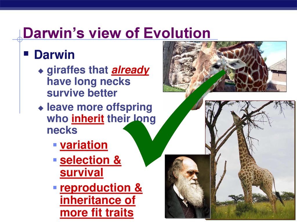 Darwin’s view of Evolution