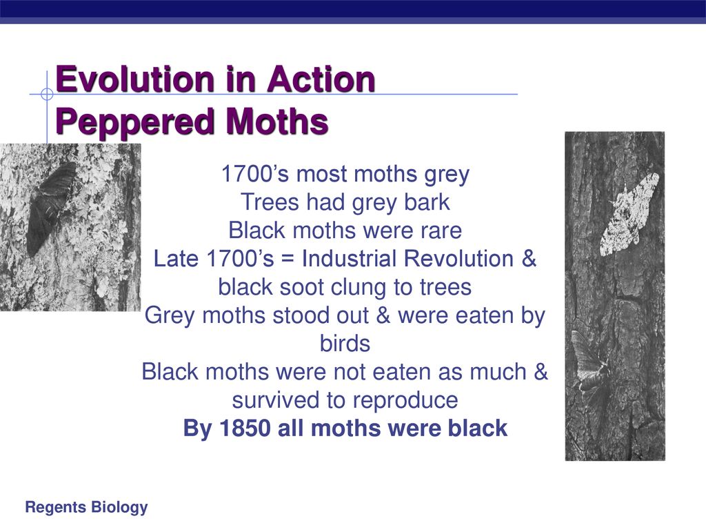 Evolution in Action Peppered Moths