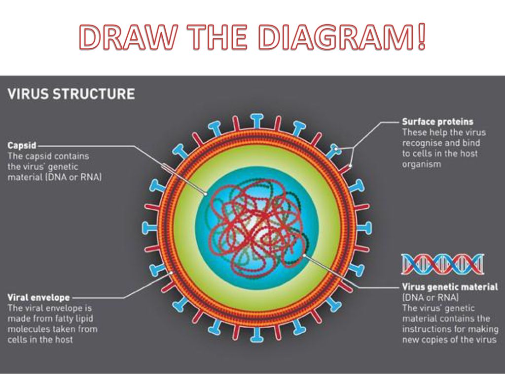 Find viruses. Коронавирус строение вириона. Коронавирус строение внутри. Строение вирусной клетки. Структурное строение вируса.