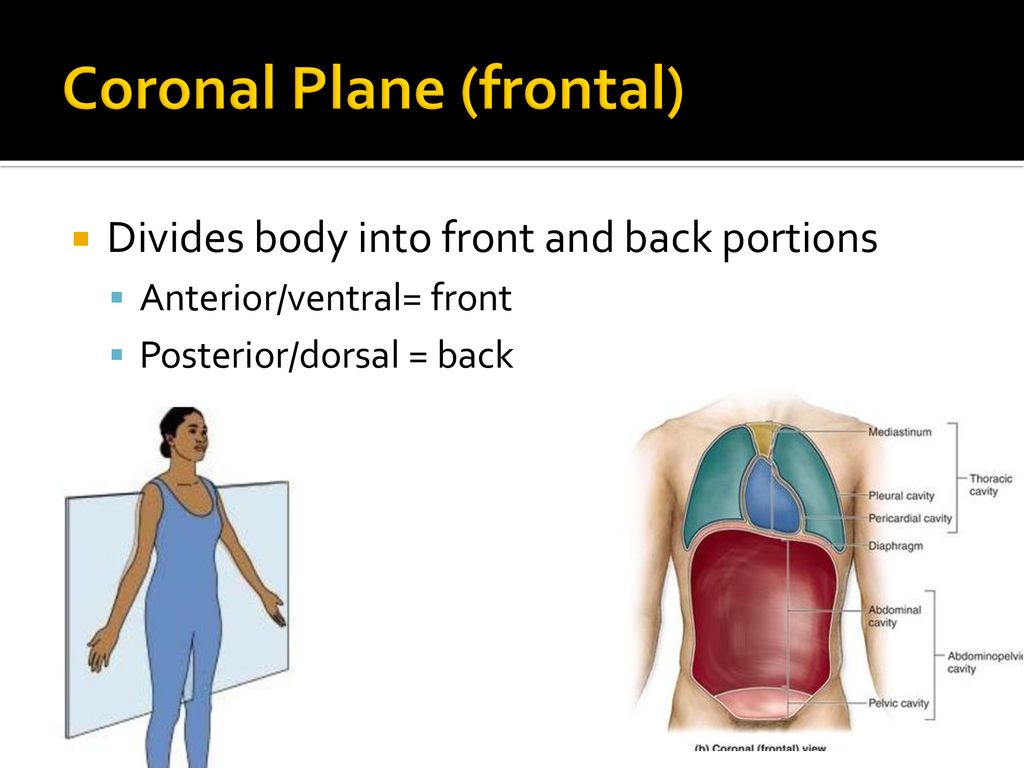 An Introduction To Anatomy And Physiology Ppt Download