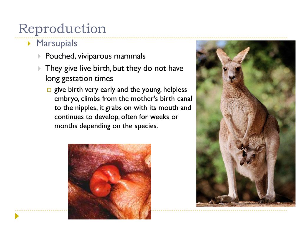 Mammals. - ppt download