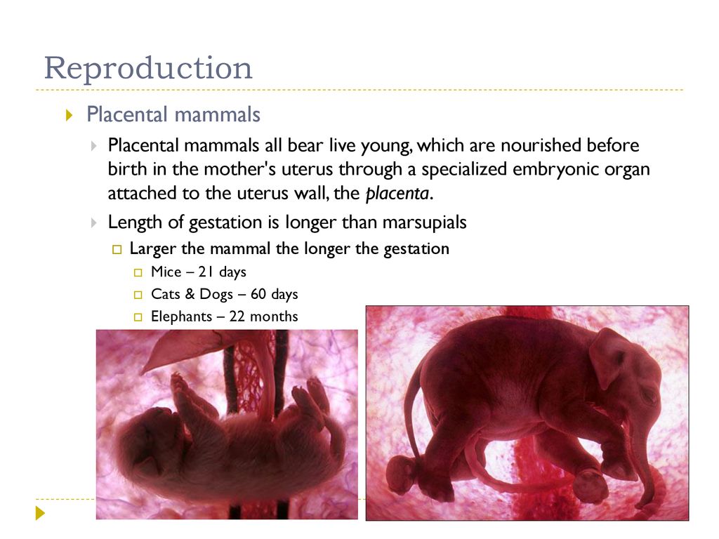 Mammals. - ppt download