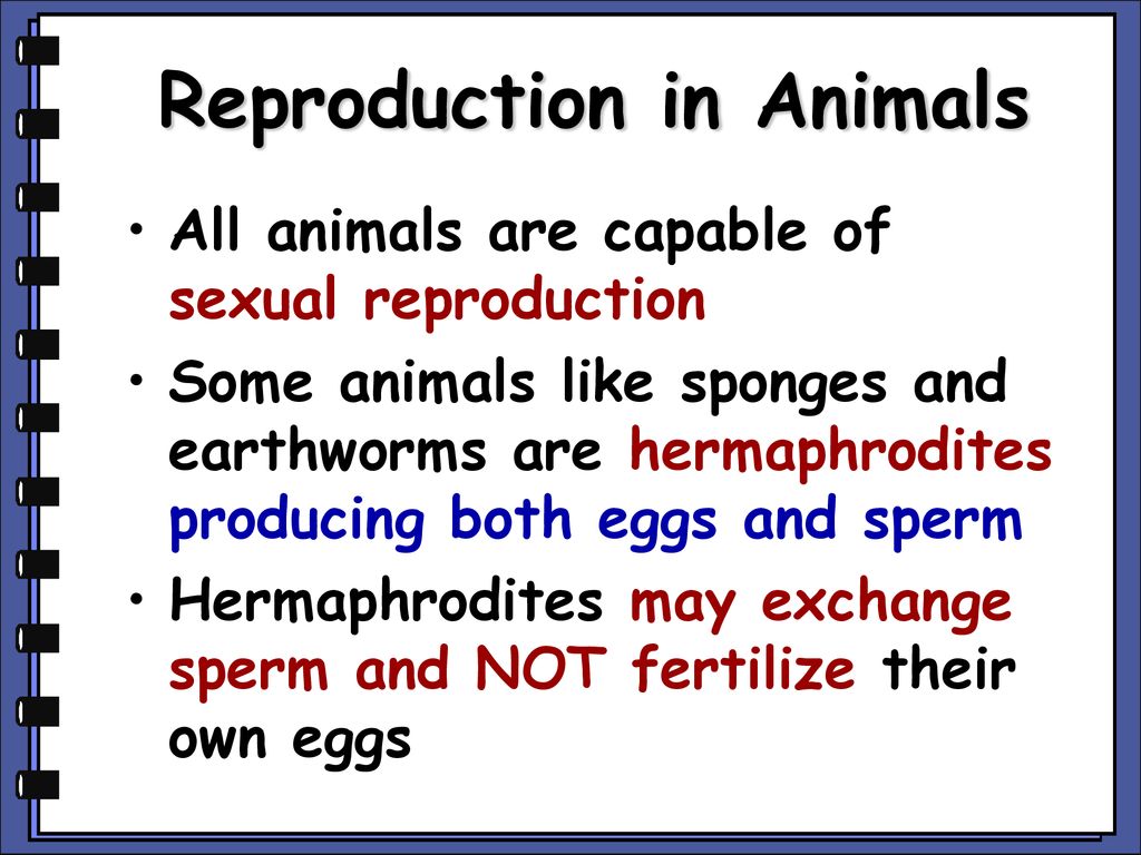 Introduction to animals - ppt download