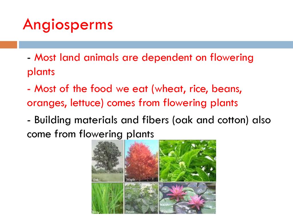 Angiosperms - Most land animals are dependent on flowering plants