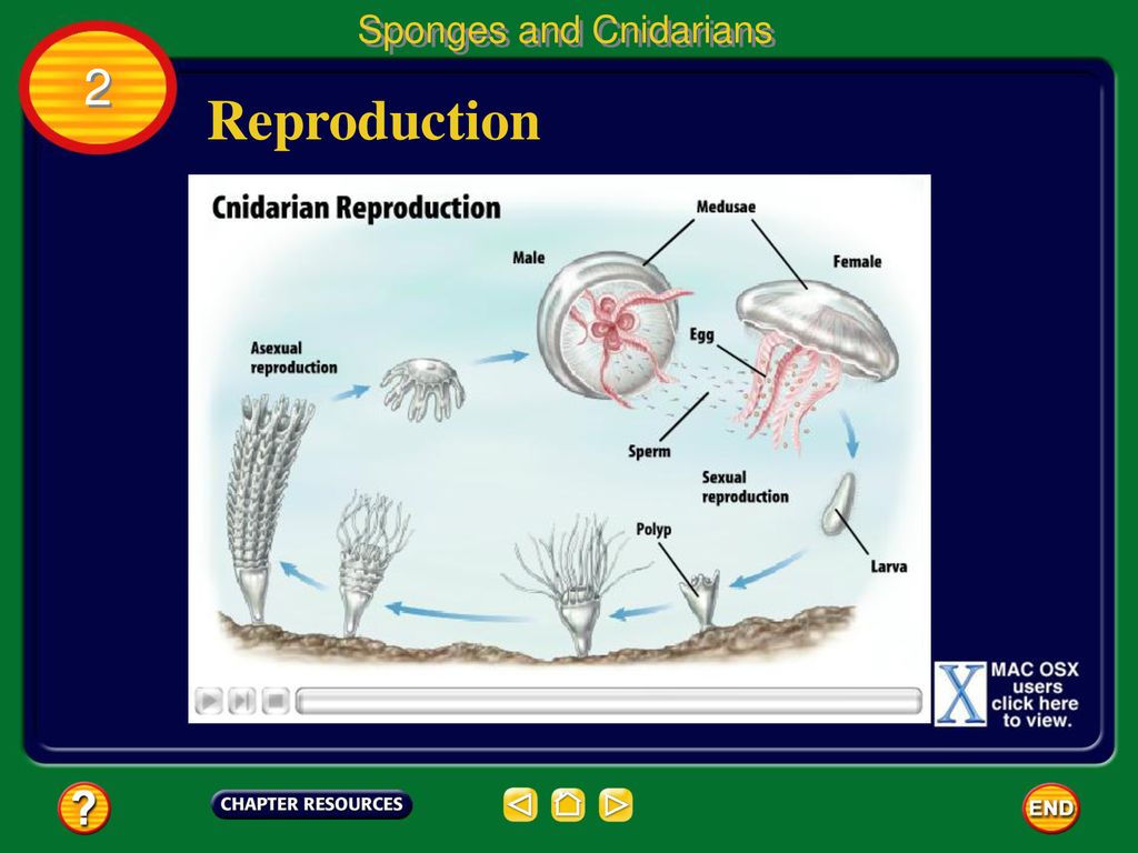 Chapter: Introduction to Animals - ppt download