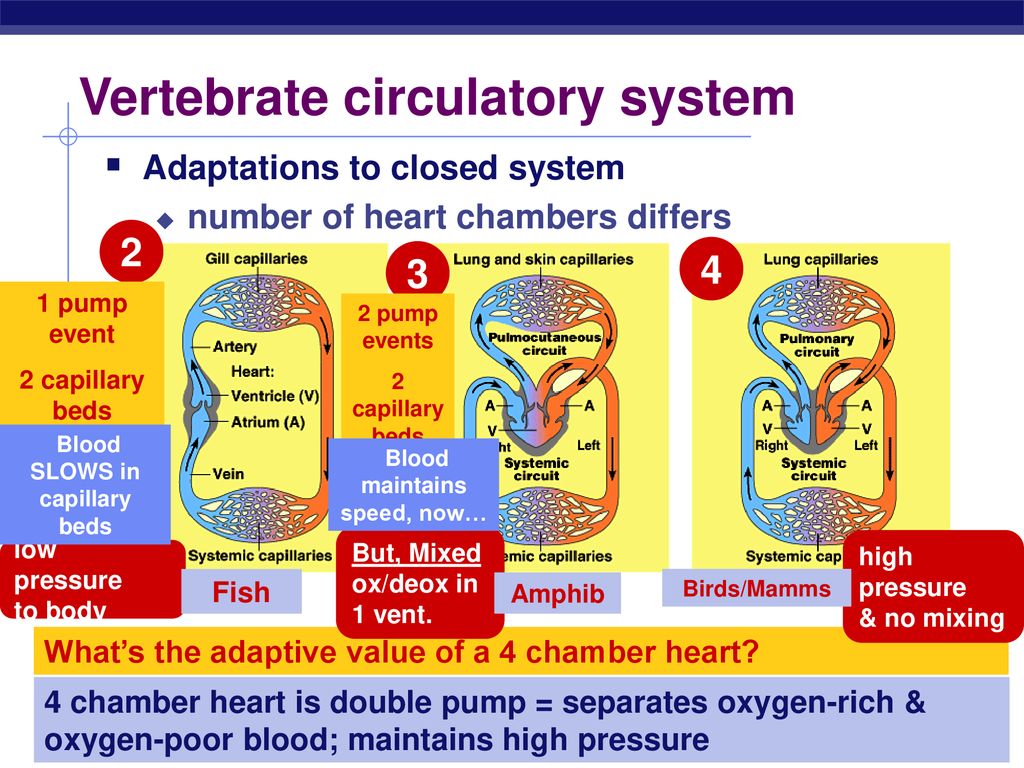 Circulatory Systems Take a look at a skeleton and see how well a heart
