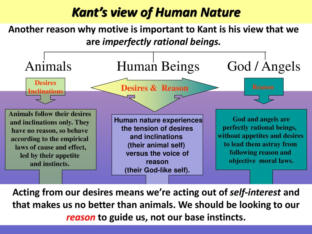 engagement glemme rotation Kant Recap What separates humans from animals and angels according to Kant?  What does Kant mean by the good will? What does he mean when he says good  will. - ppt download