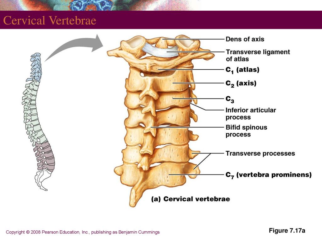 Bones, Part 1: The Axial Skeleton - ppt download