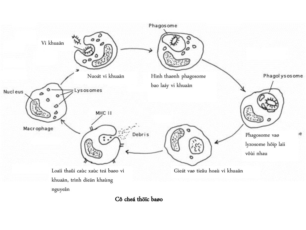 Фагоцитоз лизосома. Схема фагоцитоза в иммунологии. Фагоцитоз фагосома. Схема начального этапа фагоцитоза. Клеточный фагоцитоз схема.