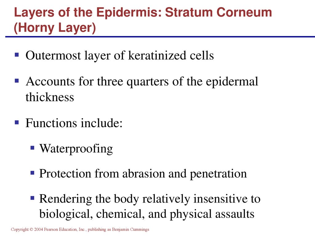 Layers of the Epidermis: Stratum Corneum (Horny Layer)
