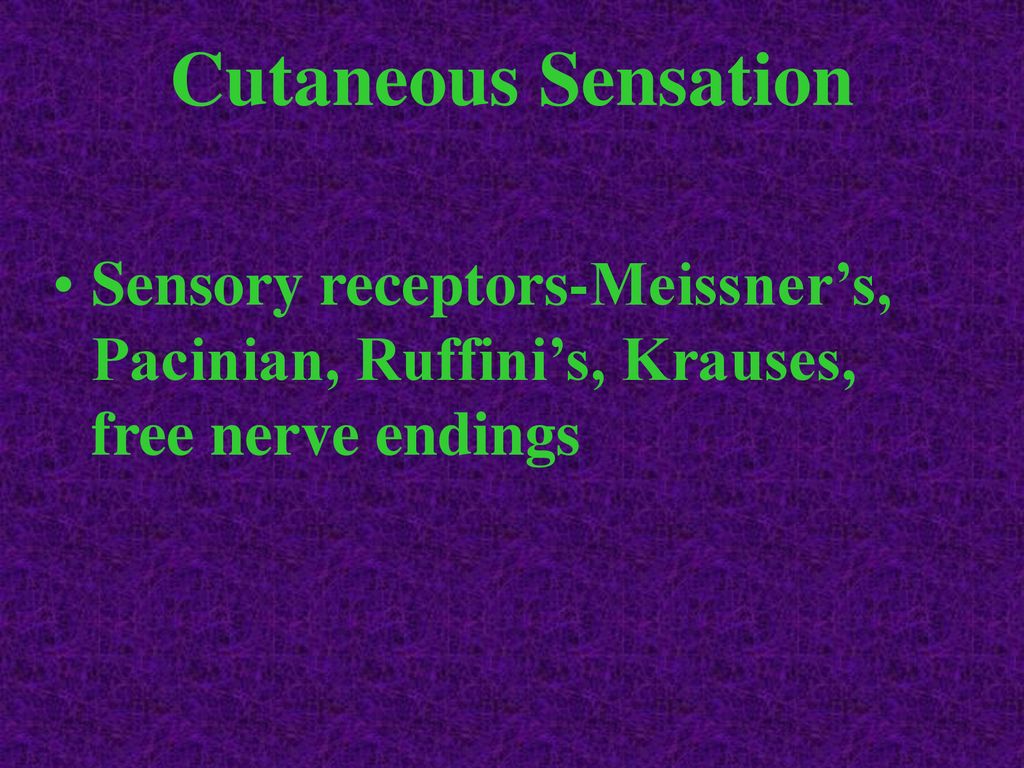 Cutaneous Sensation Sensory receptors-Meissner’s, Pacinian, Ruffini’s, Krauses, free nerve endings