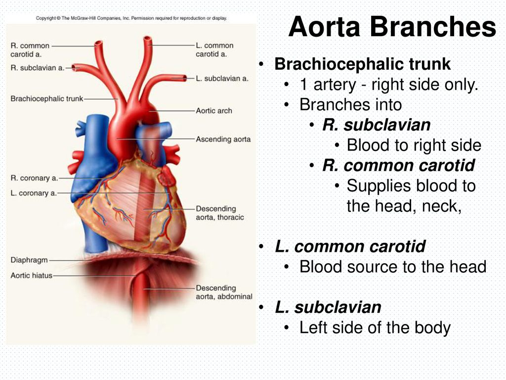 Chapter 20 Blood Vessels and Circulation - ppt download