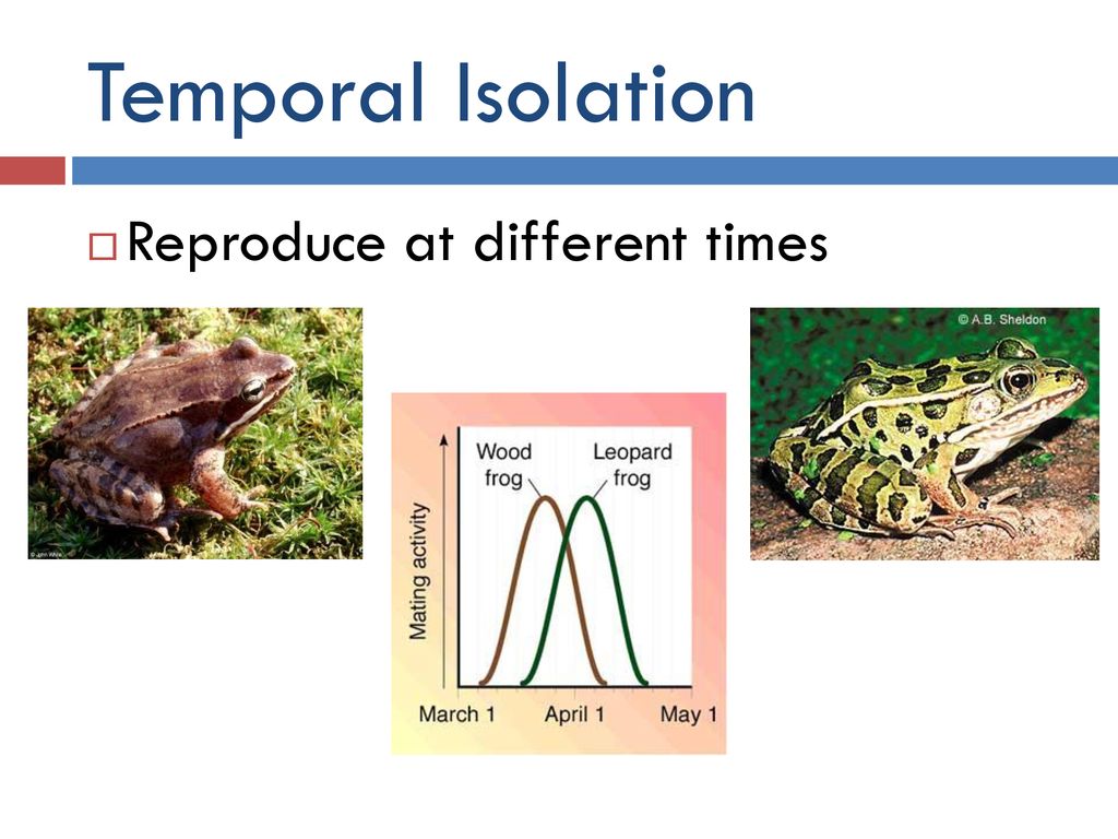 Species and speciation ppt download