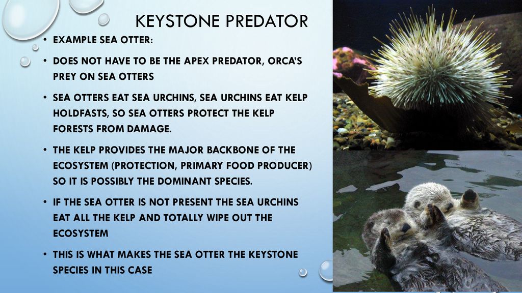 Keystone Species - Definition and Examples