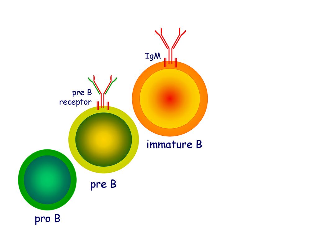 B рецептор. Immune response Tall like receptors анимация объяснение.