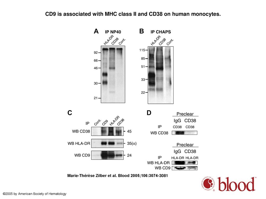 CD9 is associated with MHC class II and CD38 on human monocytes.