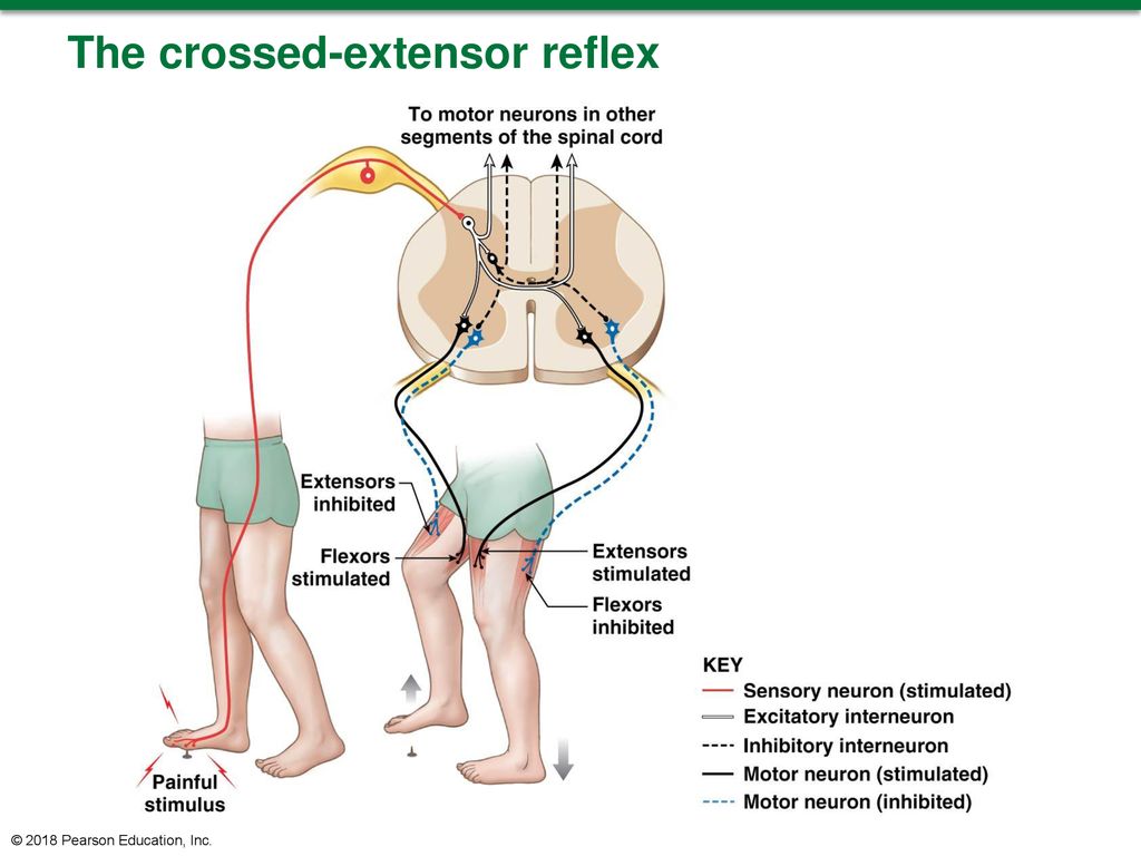 Crossed extensor Reflex. Extension Reflex.