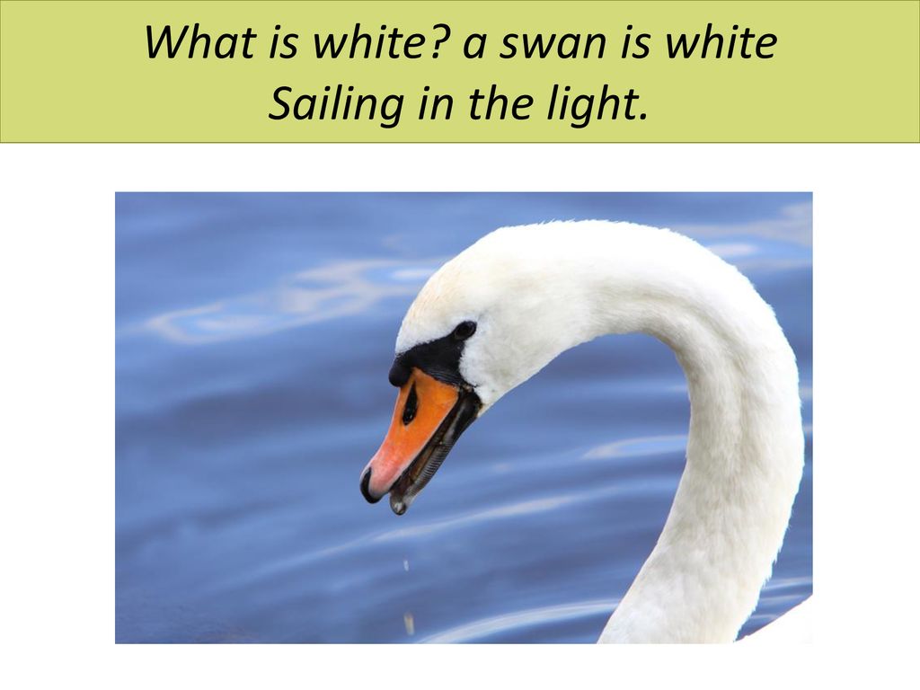 What is white a swan is white Sailing in the light.