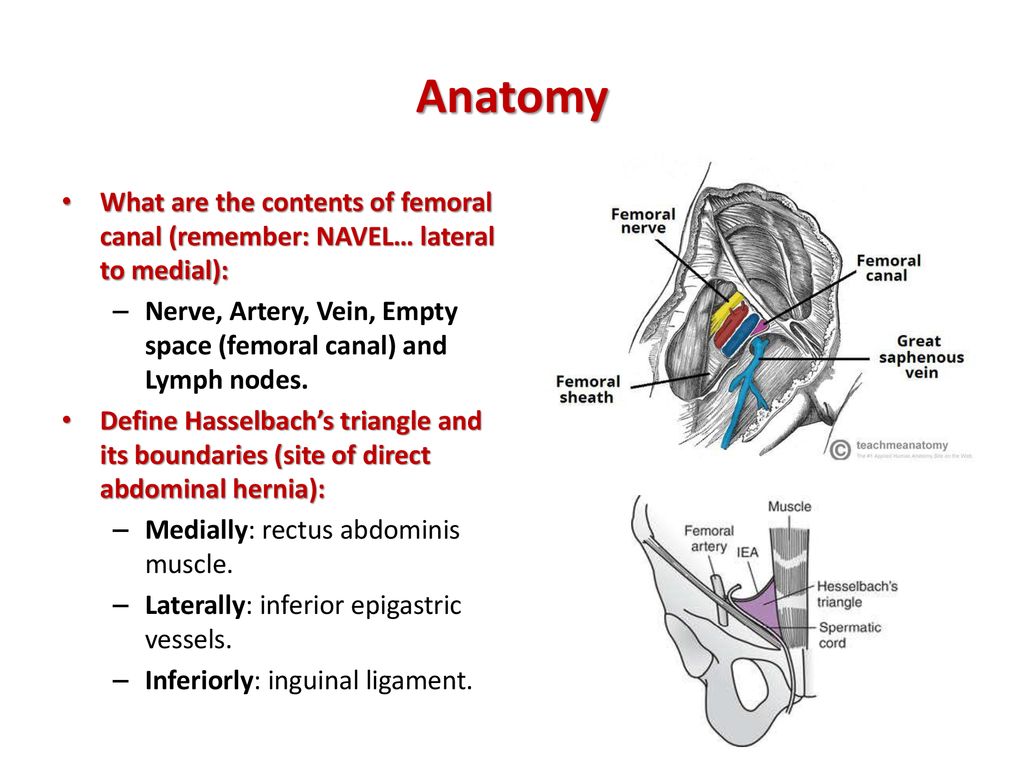 The Spermatic Cord Course Fascia Contents Teachmeanatomy