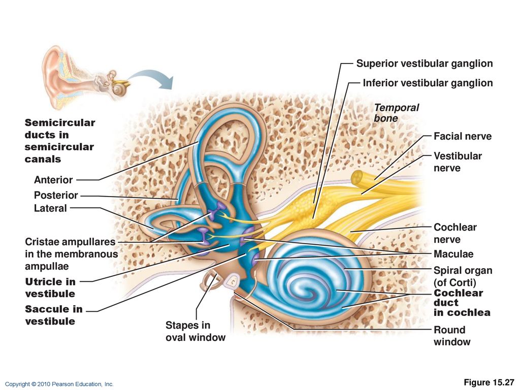 THE EAR: HEARING AND BALANCE - ppt download