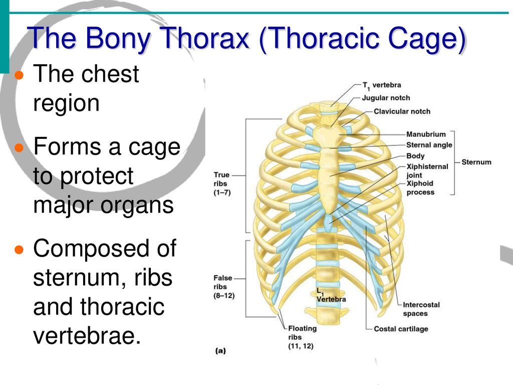 Lecture 4 The Skeletal System - ppt download