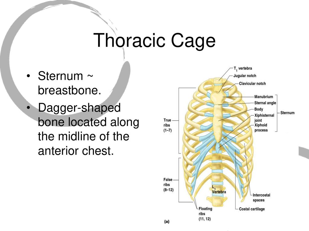 Lecture 4 The Skeletal System - ppt download