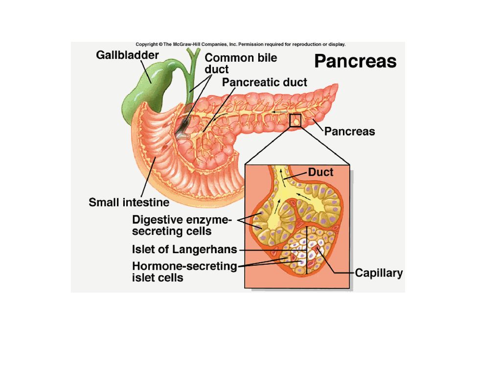 Pancreatic Function Tests Ppt Download Pancreatic Function Tests Ppt Download
