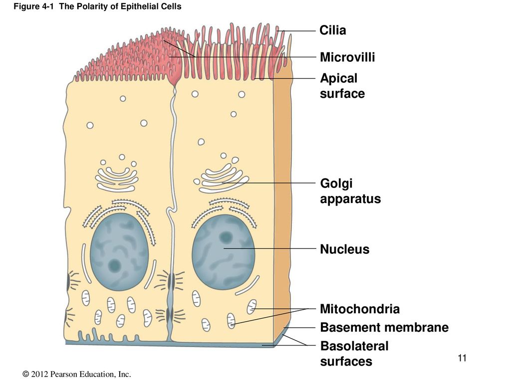 4 - Lecture The Tissue Level of Organization. - ppt download