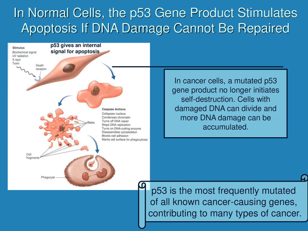 In Normal Cells, the p53 Gene Product Stimulates Apoptosis If DNA Damage Cannot Be Repaired