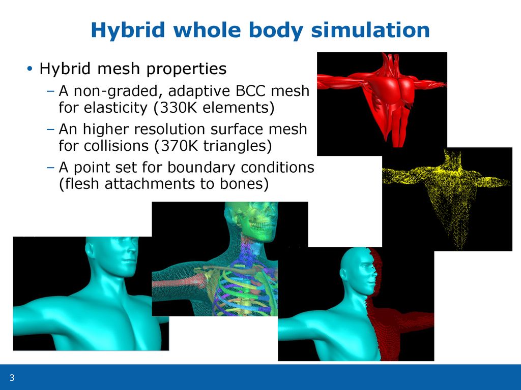 Hybrid whole body simulation