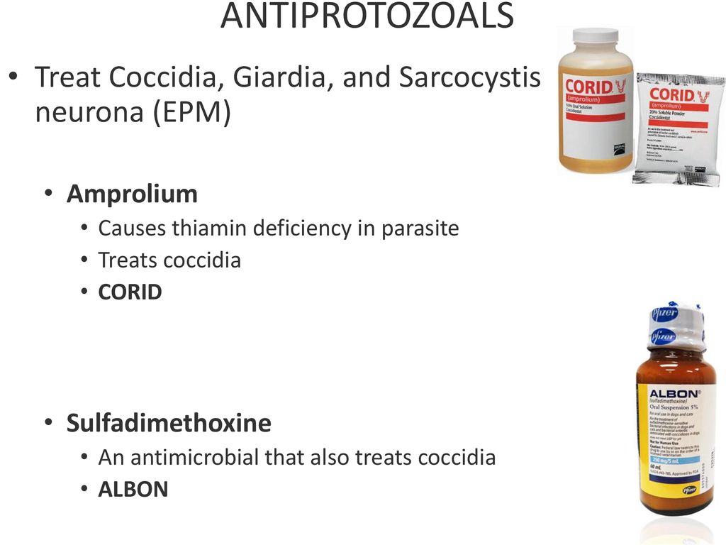 Albon for giardia