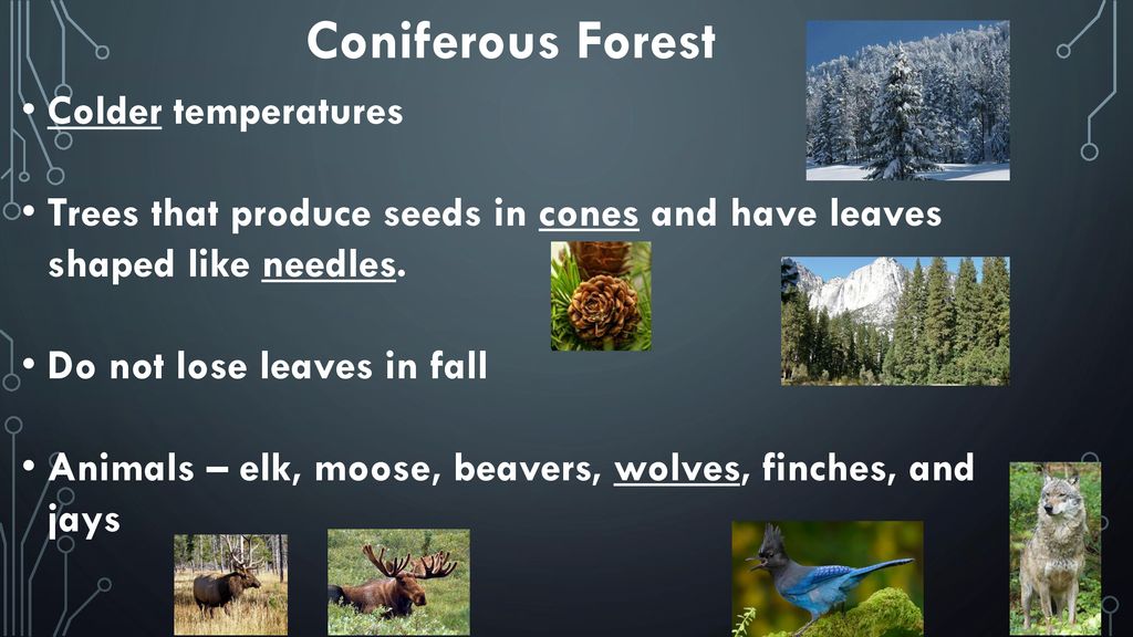 Terrestrial Ecosystems - ppt download