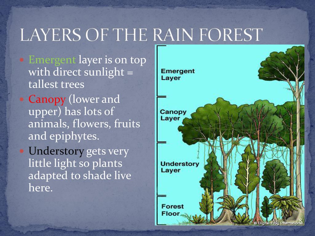 CHAPTER 6: BIOMES. - ppt download