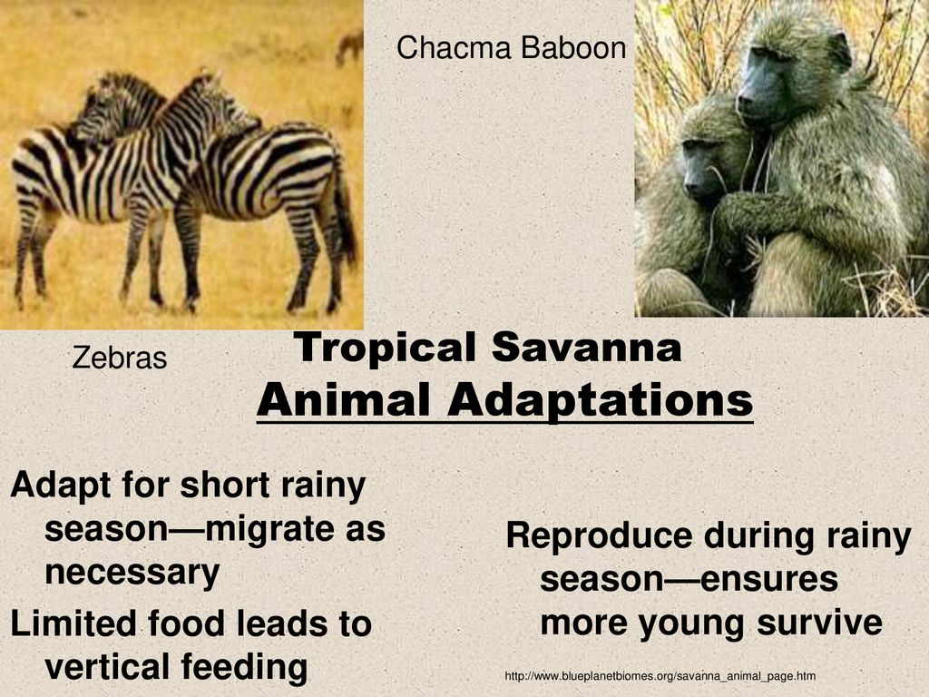 World Biomes EQ: What adaptations do plants and animals have that help them  survive in specific biomes? - ppt download