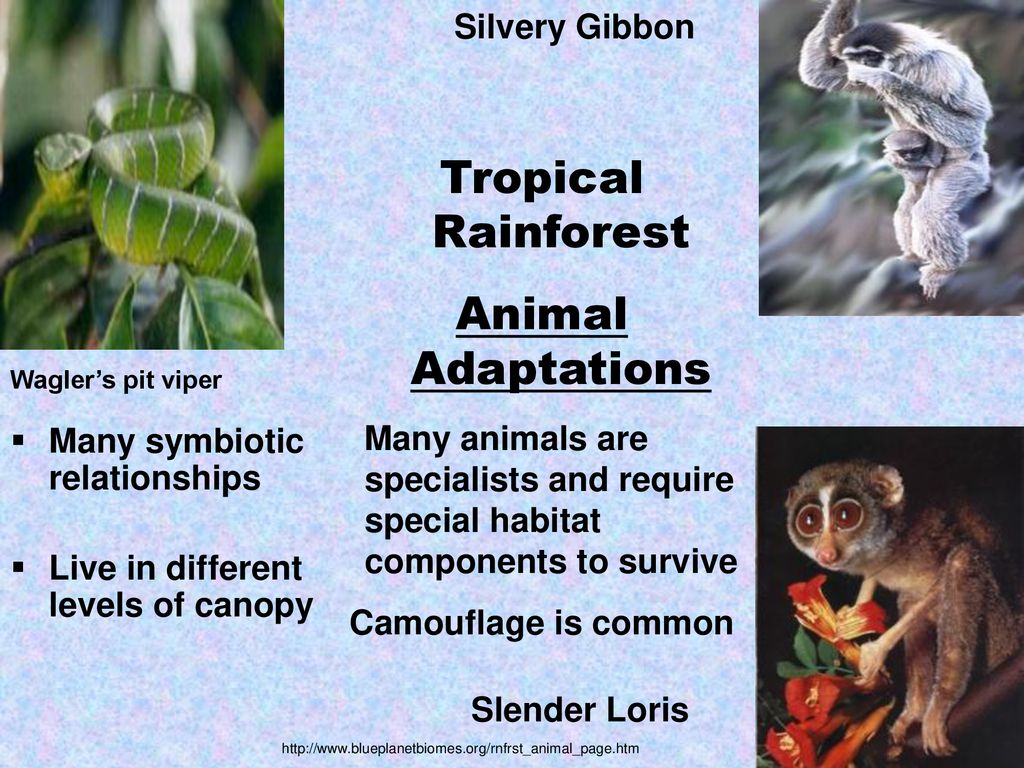 World Biomes EQ: What adaptations do plants and animals have that help them survive  in specific biomes? - ppt download