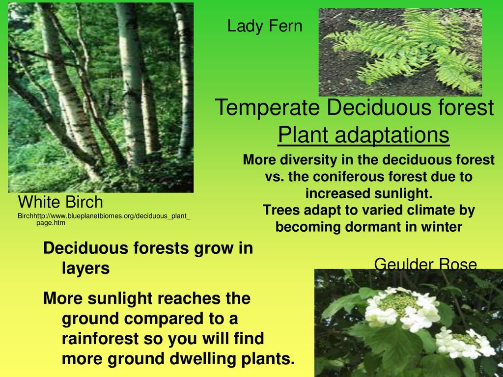 World Biomes EQ: What adaptations do plants and animals have that help them  survive in specific biomes? - ppt download