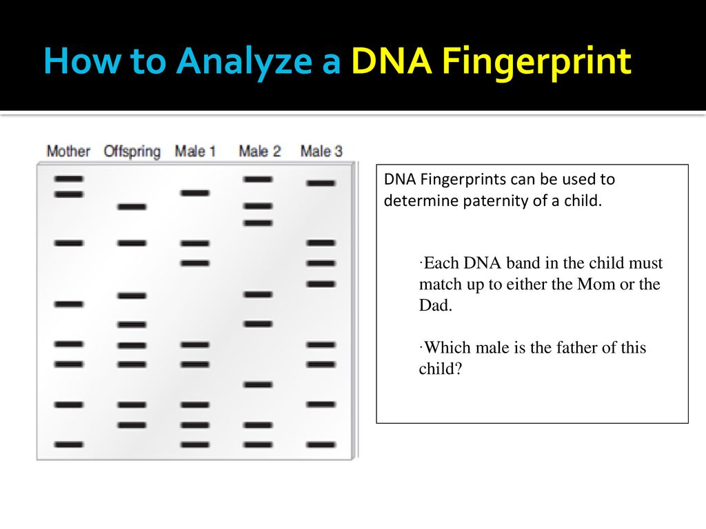Fastest Dna Fingerprinting Worksheet Answer Key Pbs