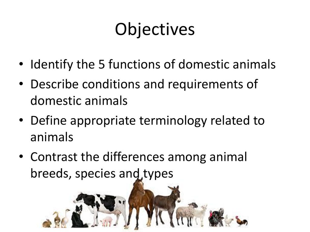 Introduction to Animal Science - ppt download