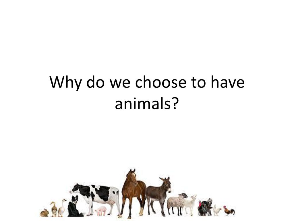 Introduction to Animal Science - ppt download