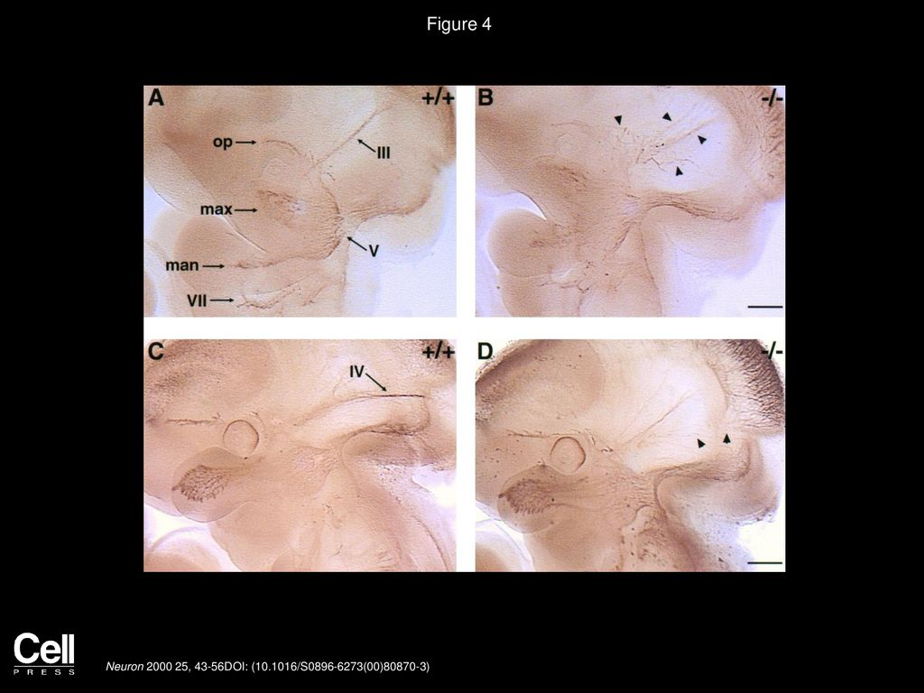 Figure 4 Peripheral Projections of Cranial Nerves in neuropilin-2 Knockout Mice.