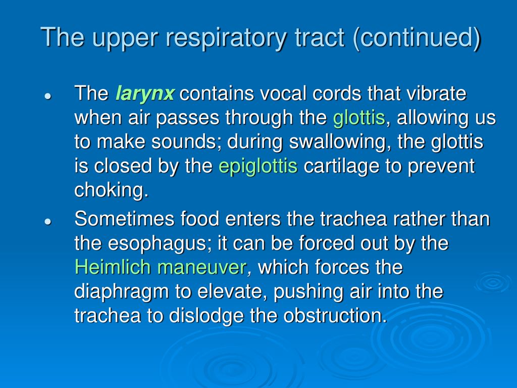 Chapter 10 The Respiratory system. - ppt download