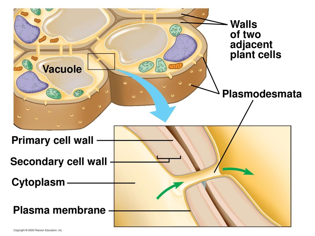 Плазмодесмы. Клеточная стенка плазмодесмы. Клеточная стенка растений плазмодесмы. Плазмодесмы и поры. Плазмодесмы растительной клетки.